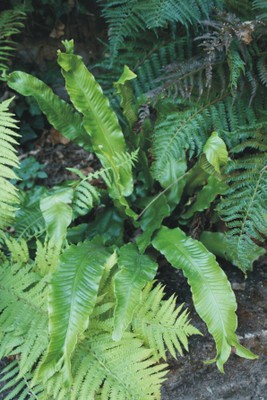 Phyllitis scolopendrium (Pteridophyta)