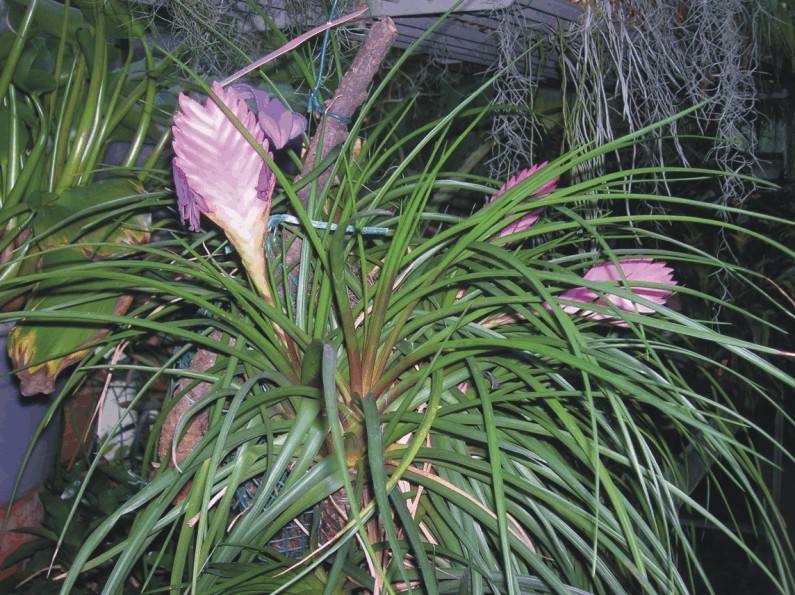Tillandsia cyanea (Bromeliacee epifite)